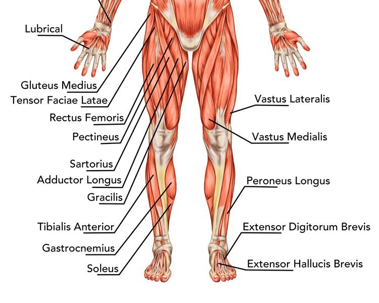 front+of+body+muscles.jpg
