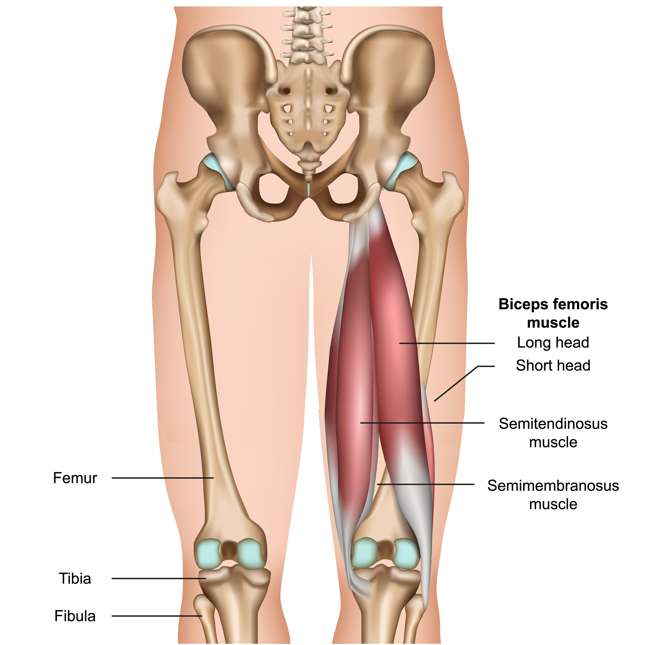 hamstring muscles.jpg
