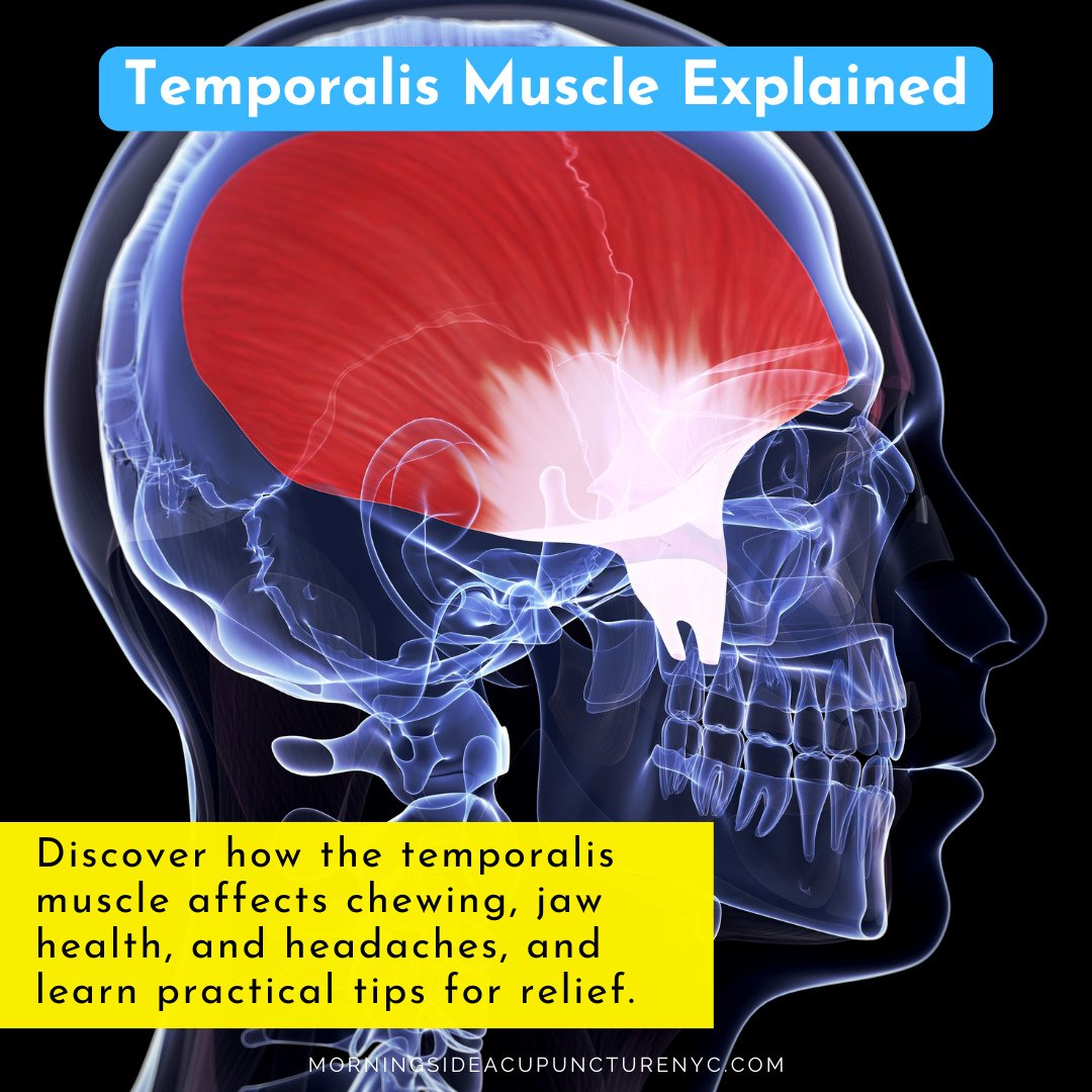 Take control of your pain and recovery. Start with these new must-read articles on our blog:⁠
⁠
💡 Temporalis Muscle Explained⁠
🧘 Best Acupuncture Points for Stress⁠
🎯 Acupuncture for Temporalis Muscle Pain⁠
🏃 Achilles Tendinitis Treatment NYC⁠
🪡