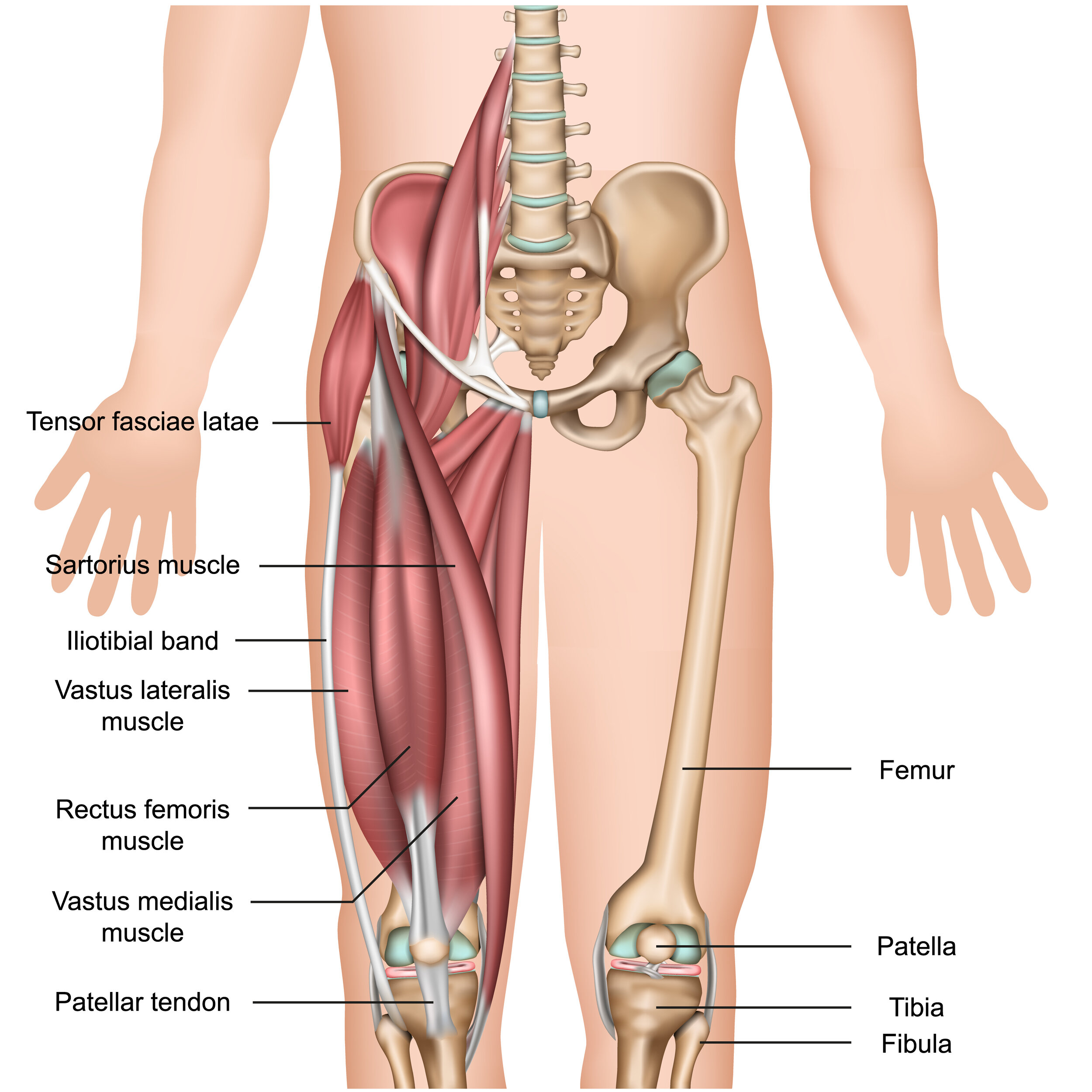 leg anatomy.jpg