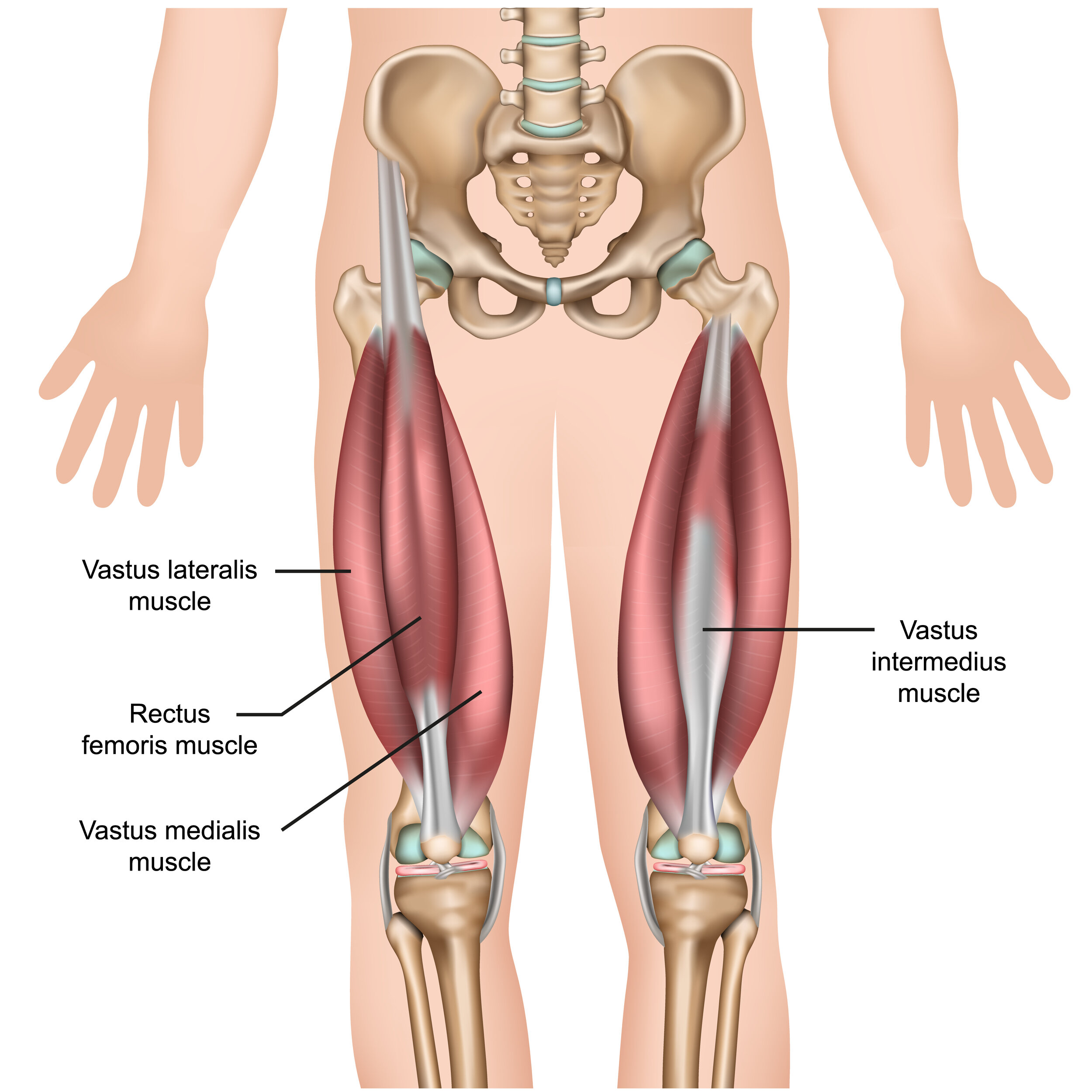 quadriceps anatomy.jpg
